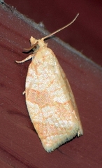 Adoxophyes negundana
