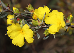 Hibbertia glabrisepala