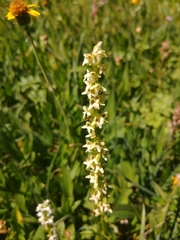 Platanthera × estesii