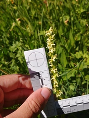 Platanthera × estesii