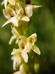 Platanthera × estesii