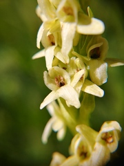Platanthera × estesii