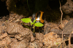 Iphiclus haematocephalus