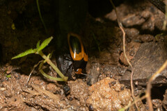 Iphiclus haematocephalus