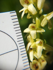 Platanthera × estesii