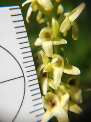 Platanthera × estesii