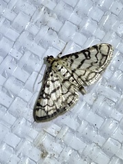 Hileithia