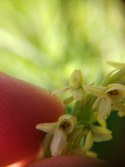 Platanthera × estesii