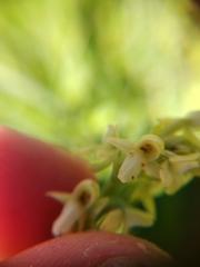 Platanthera × estesii