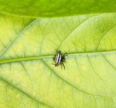 Gasteracantha geminata