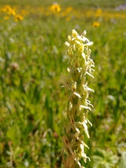 Platanthera × estesii