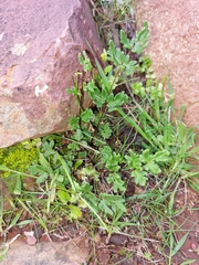 Cheilanthes sieberi sieberi
