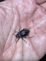 Stenomorpha macra