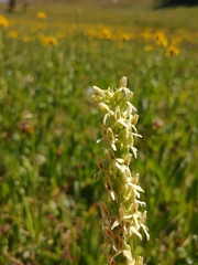 Platanthera × estesii