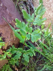 Cheilanthes sieberi sieberi