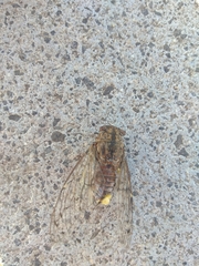 Cicada