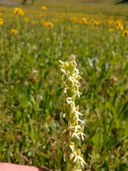 Platanthera × estesii