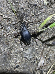 Stenomorpha macra