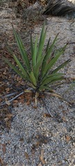 Yucca schidigera