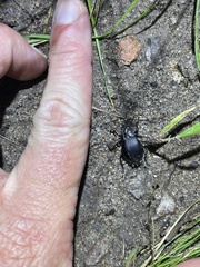 Stenomorpha macra
