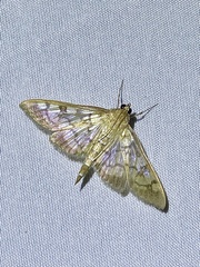 Mimorista subcostalis