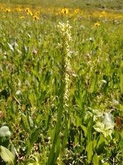 Platanthera × estesii
