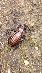 Carabus kolbei chishimanus