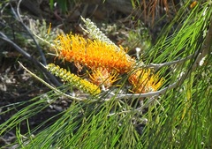 Grevillea pteridifolia