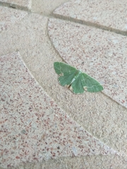 Comibaena pseudoneriaria