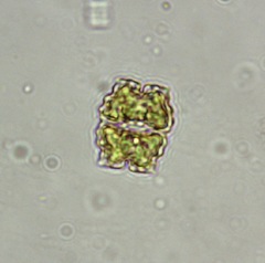 Euastrum lapponicum