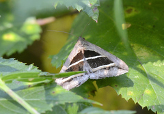 Grammodes bifasciata
