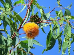 Eucalyptus phoenicea