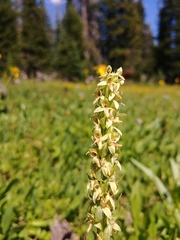Platanthera × estesii