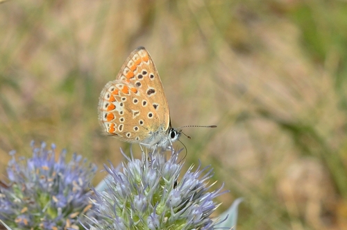 Polyommatus icarus
