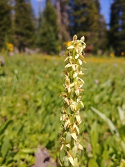 Platanthera × estesii