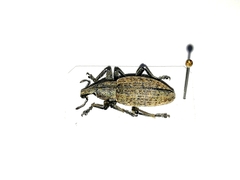 Trichalophus boeberi