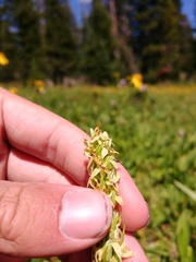 Platanthera × estesii