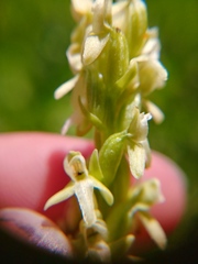 Platanthera × estesii