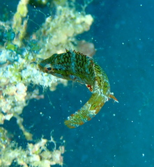 Oxycheilinus digramma