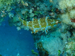 Oxycheilinus digramma