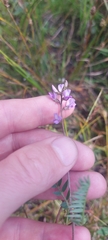Oxytropis glabra