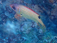 Sargocentron melanospilos