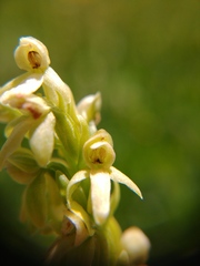 Platanthera × estesii