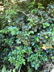 Murraya omphalocarpa