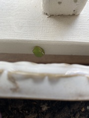 Hyla cinerea