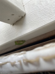 Hyla cinerea
