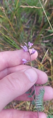 Oxytropis glabra
