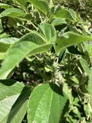 Pipturus arborescens