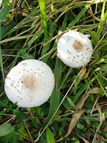 Green-spored Parasol (Chlorophyllum molybdites)