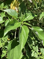 Pipturus arborescens